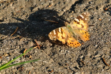 Schmetterling