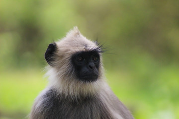 Cute gray langur