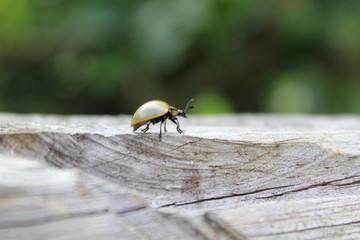insect walking in a tree