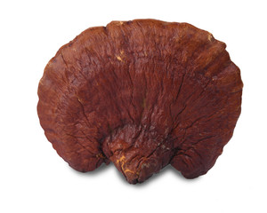 Lingzhi Mushroom Ganoderma Lucidum Isolated on white background