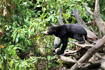sun bear (Helarctos malayanus) - Borneo Malaysia Asia