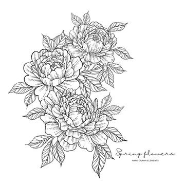 Download 8 845 Best Peony Line Drawing Images Stock Photos Vectors Adobe Stock
