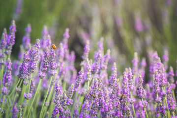 colorful fields of lavender in blossom at valensole, France