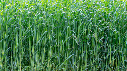 Young wheat sprouts, on the field, under the blue sky
