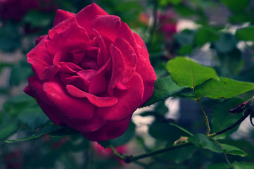 Close up of a beautiful red rose that will serve as the perfect valentine present