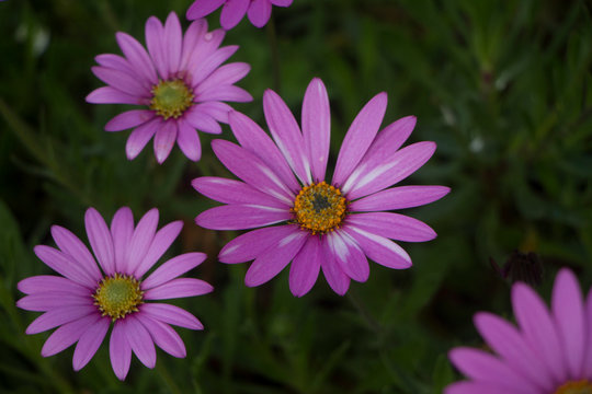 Delicate pink african daisies from above selective focus