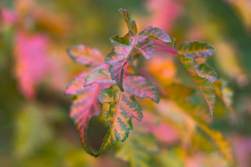 The abstract blurred background based on purple-green autumn leaves