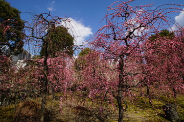 城南宮の枝垂れ梅