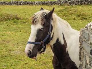 Horse portrait, White and black color, Green grass pasture in the background. Dry stone wall in the background.