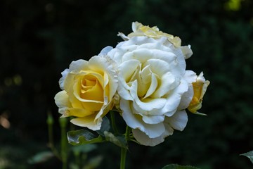 bouquet of yellow roses