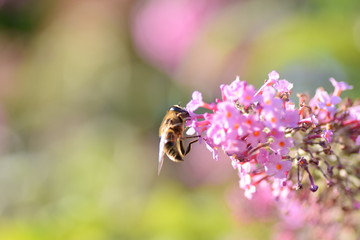bee on a flower