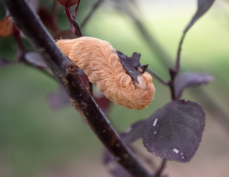 Texas Asp - Flannel Moth Caterpillar