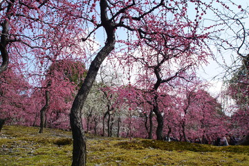 Obraz premium 城南宮の枝垂れ梅