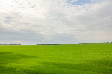 Fields with green wheat under a blue sky landscape