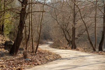 Unpaved road view with trees in autumn