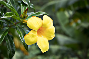 yellow flower