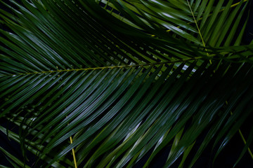 Green leaf layout, dark tropical tone, creative, natural summer concept, Phuket Thailand.