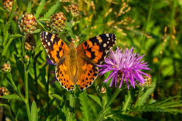 Bright colorful butterfly on beautiful purple knapweed in blooming meadow.