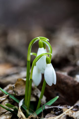 snow drop flowers