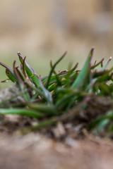 macro grass