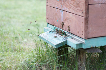 Obraz na płótnie Canvas Bees fly to the hive to collect honey. Bee house in the apiary. Beekeeping natural honey.