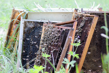 Honeycombs with bees are lying on the grass. Bad broken honeycomb with honey. Bees collect honey.