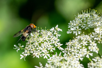 Pellucid Hoverfly (Volucella pellucens) resting on cow parsley flowers (Anthriscus sylvestris)