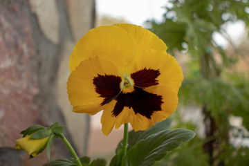 Viola yellow flower with blur background