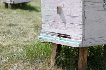 Bees fly into a white beehive and collect honey. White house bee on the apiary. The entrance to the hive. Beekeeping natural honey.