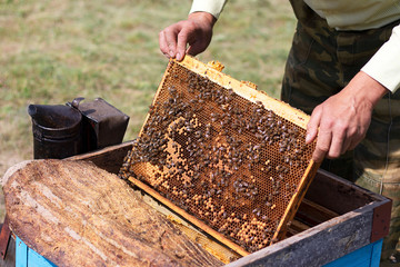The beekeeper takes the honeycomb from the hive. Honeycombs with fresh honey in the apiary. Frame with honey closeup. Harvesting honey, in the summer in the apiary. Beekeeping natural honey.
