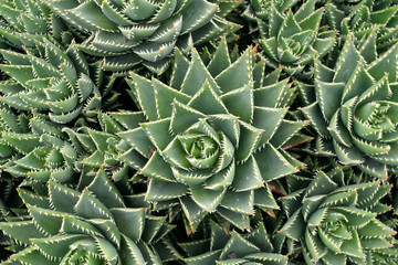 close up of thorny succulents