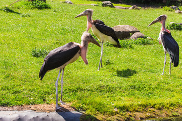 African birds. Stork Marabou in the summertime