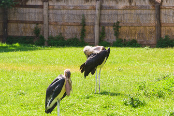 African birds. Stork Marabou in the summertime