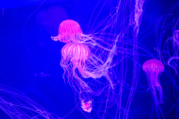 Colorful Jelly Fish