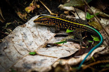 holcosus festiva (middle american festiva or ameiva festiva), a small lizard. Photograph at Sarapiqui, Costa Rica.