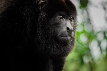 Gardinen Affe Monkey portrait. Costa Rica wildlife: male howler monkey closeup giving a penetrating look. Photo taken at Selva Verde, Sarapiqui, Braulio Carrillo national park, Costa Rica. Gaze / stare concept.   © Jeroen