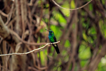 hummingbird