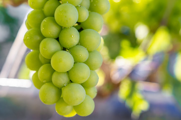 Ripening white grapes with drops of water after rain in garden. Green grapes growing on the grape vines. Agricultural background