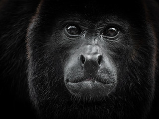 Monkey portrait. Costa Rica wildlife: male howler monkey closeup giving a penetrating look. Photo taken at Selva Verde, Sarapiqui, Braulio Carrillo national park, Costa Rica. Gaze / stare concept. 