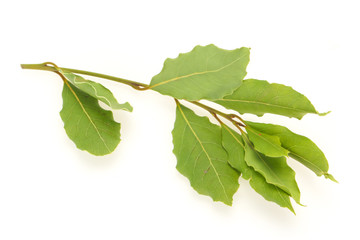 Fototapeta premium Green laurel leaves on the branch