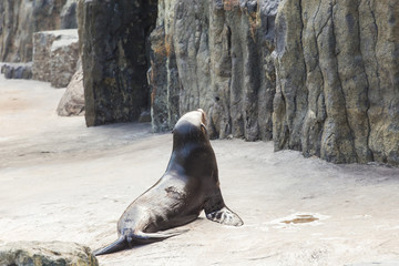 Cute fur seal at the zoo. Concept of animal life in nature and nature reserves. Environmental protection.