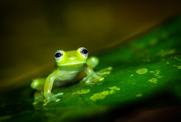 Teratohyla spinosa glass frog (spiny cochran frog) of the family of centrolenidae on a green leaf in the jungle of Costa Rica. Seen from the side. Photo at Corcovado national park.  
