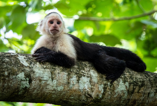 Capuchin monkey (cebinae, a new world monkey) laying in the tree. Photo taken at cahuita national park, Costa Rica. 