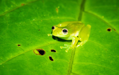Teratohyla spinosa glass frog (spiny cochran frog) of the family of centrolenidae on a green leaf in the jungle of Costa Rica. Seen from the side. Photo at Corcovado national park.  