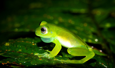 Teratohyla spinosa glass frog (spiny cochran frog) of the family of centrolenidae on a green leaf in the jungle of Costa Rica. Seen from the side. Photo at Corcovado national park.  