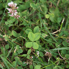 Vierblättriges Kleeblatt Klee four-leaf clover grün green garten garden Glück fortune good luck...
