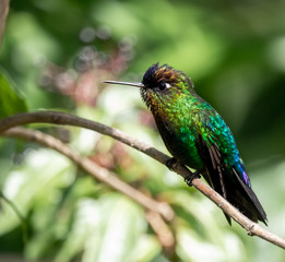 Hummingbird / colibri. Fiery throated hummingbird with its beautiful rainbow colored plumage, San Gerardo de Dota, Costa Rica