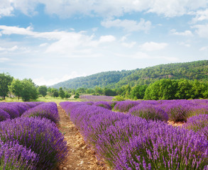 Fototapeta na wymiar French blooming lavender field