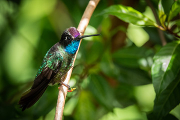 Naklejka premium Rivoli's hummingbird male or magnificent hummingbird (Eugenes fulgens) at San Gerardo de Dota, Costa Rica.
