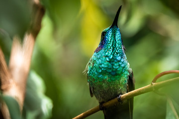 Lesser violetear (colibri cyanotus) or mountain violet-ear, formerly known as green violetear. Bird found in the highlands of Costa Rica, San Gerardo de Dota. 